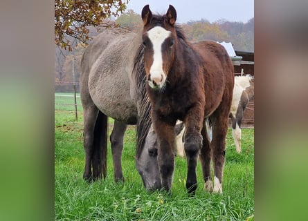 Mustang, Ogier, 1 Rok, 156 cm, Gniada