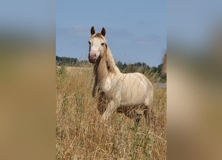 Mustang, Ogier, 2 lat, 150 cm, Szampańska