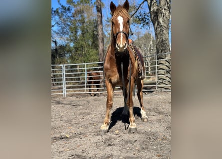 Mustang, Ogier, 4 lat, 160 cm, Kasztanowata