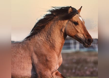 Mustang, Ogier, 6 lat, 149 cm, Jelenia