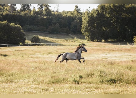 Mustang, Ogier, 9 lat, 153 cm, Grullo