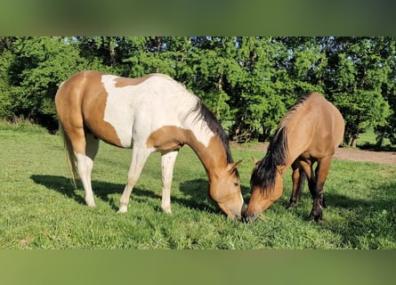 Mustang, Ogier, 3 lat, 154 cm, Tobiano wszelkich maści