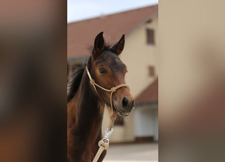 Mustang Mix, Ogier, Źrebak (05/2026), 148 cm, Gniada