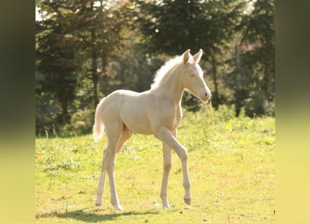 Mustang, Ogier, Źrebak (09/2023), 150 cm, Izabelowata