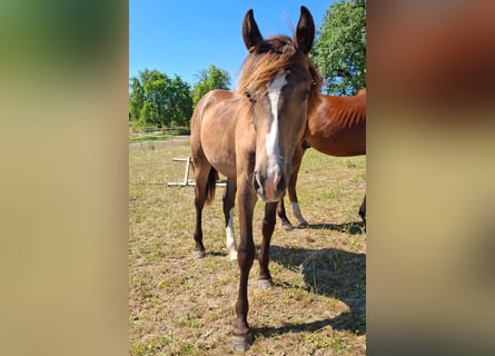 Mustang, Semental, 1 año, 150 cm, Buckskin/Bayo