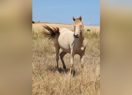 Mustang, Semental, 1 año, 150 cm, Champán