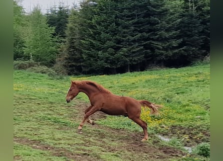 Mustang, Semental, 1 año, 152 cm, Alazán-tostado