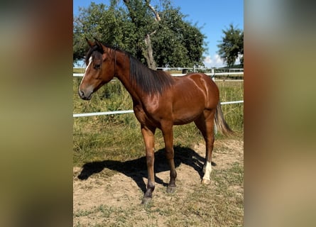 Mustang, Semental, 1 año, 154 cm, Castaño