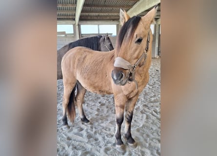 Mustang, Semental, 3 años, 158 cm, Castaño claro