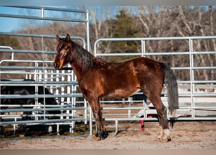 Mustang, Wałach, 4 lat, 147 cm, Gniada
