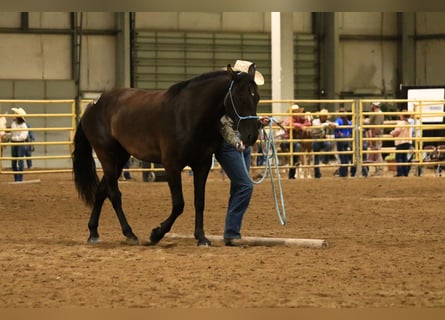 Mustang, Wałach, 4 lat, 157 cm, Kara