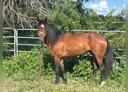 Mustang, Wałach, 6 lat, 152 cm, Gniada