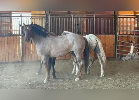 Mustang, Wałach, 6 lat, 152 cm, Kasztanowatodereszowata