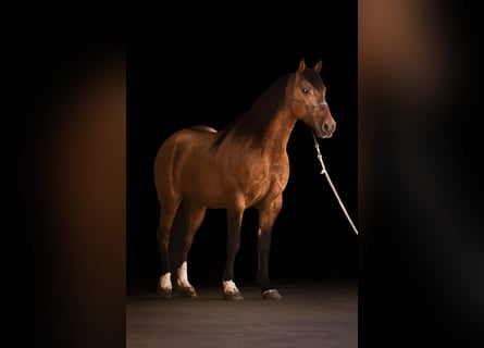 Mustang, Wałach, 8 lat, 158 cm, Bułana