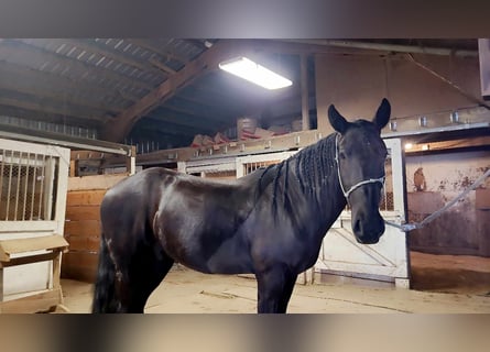 Mustang, Wałach, 4 lat, 158 cm, Kara
