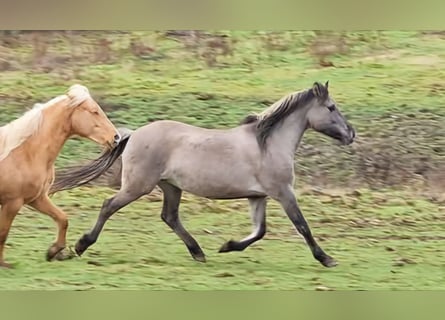 Mustang, Yegua, 12 años, 157 cm, Grullo