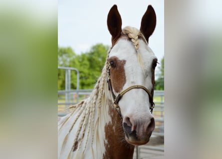 Mustang, Yegua, 13 años, 147 cm, Tovero-todas las-capas