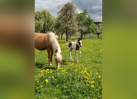 Mustang, Yegua, 1 año, 155 cm