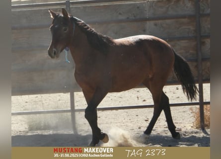 Mustang, Yegua, 2 años, 145 cm, Castaño