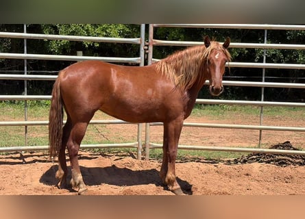 Mustang, Yegua, 2 años, Alazán