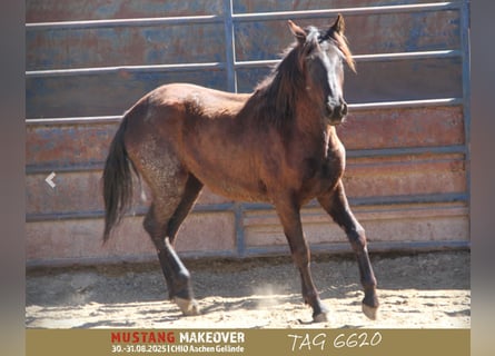 Mustang, Yegua, 3 años, 147 cm, Castaño