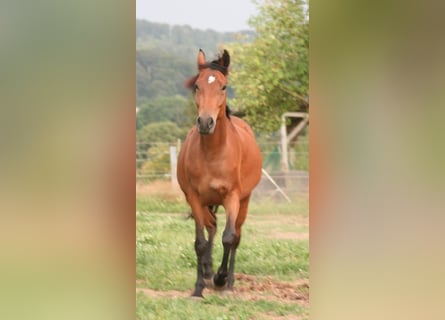 Mustang, Yegua, 3 años, 157 cm, Castaño