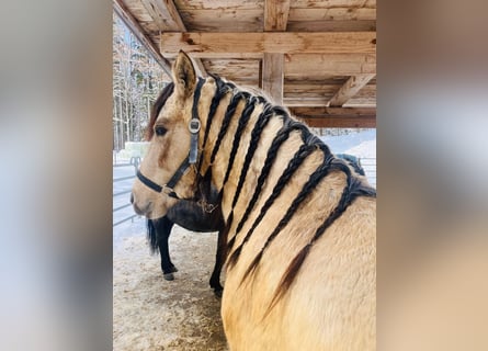 Mustang, Yegua, 5 años, 150 cm, Buckskin/Bayo