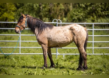 Mustang, Yegua, 6 años, 145 cm, Bayo