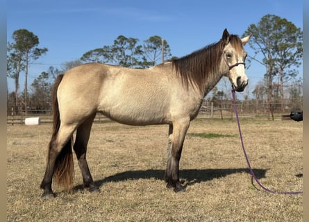 Mustang, Yegua, 6 años, 148 cm, Buckskin/Bayo
