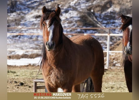 Mustang, Yegua, 6 años, 152 cm, Bayo