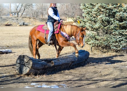 Mustang, Yegua, 7 años, 142 cm, Alazán rojizo