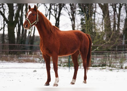 Mustang, Yegua, 7 años, 154 cm, Alazán