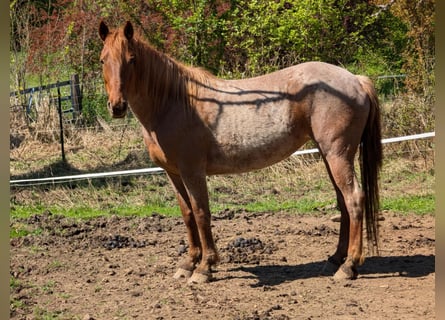 Mustang, Yegua, 8 años, Ruano alazán
