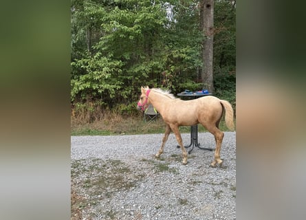 Mustang Mestizo, Yegua, Potro (01/2026), 150 cm, Palomino