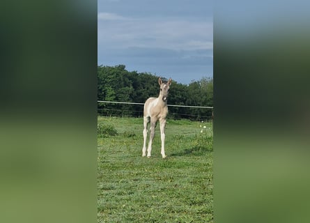 Mustang, Yegua, Potro (05/2026), 153 cm, Tobiano-todas las-capas