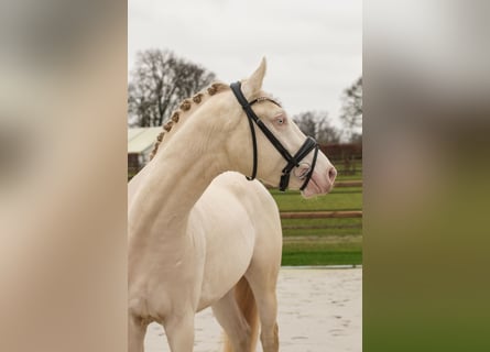Meer warmbloeden, Hengst, 4 Jaar, 166 cm, Perlino