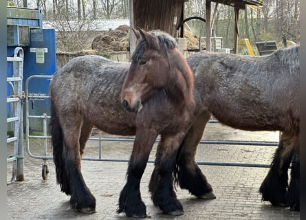 Nederlandse koudbloedige, Merrie, 3 Jaar, 165 cm, Roodbruin