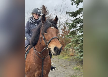 Nederlandse koudbloedige Mix, Merrie, 8 Jaar, 155 cm, Bruin