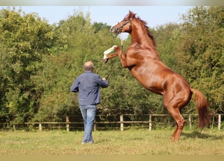 Englisches Vollblut, Hengst, 7 Jahre, 164 cm