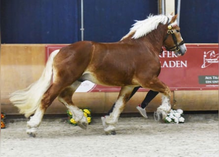 Renano, Stallone, 9 Anni, 168 cm, Sauro