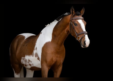 New Forest, Castrone, 10 Anni, 153 cm, Pezzato