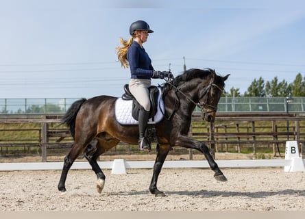 New Forest, Castrone, 14 Anni, 144 cm, Baio scuro