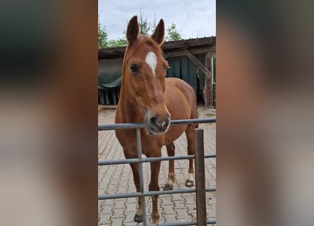 New Forest, Castrone, 14 Anni, 147 cm, Sauro