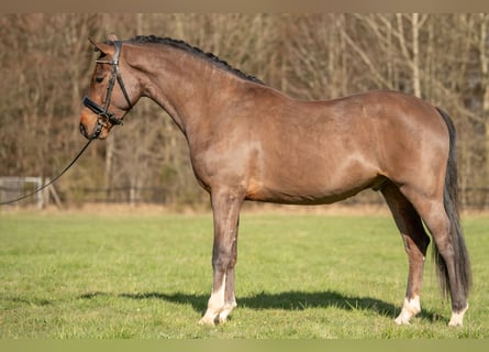 New Forest, Castrone, 4 Anni, 146 cm, Baio