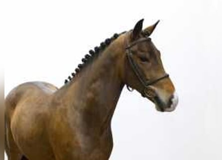 New Forest, Castrone, 4 Anni, 147 cm, Baio