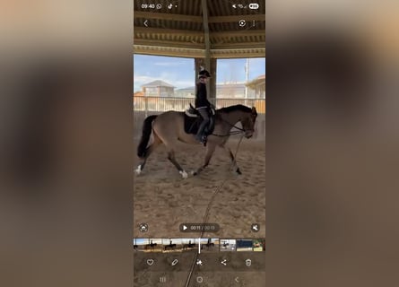 New Forest, Castrone, 8 Anni, 151 cm, Baio