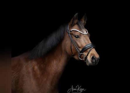 New Forest, Giumenta, 13 Anni, 146 cm, Baio