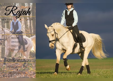 New Forest, Giumenta, 15 Anni, 158 cm, Palomino