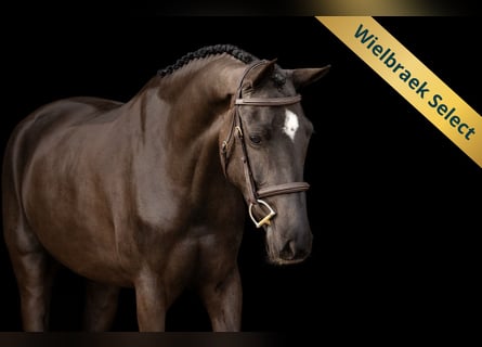 New Forest, Giumenta, 5 Anni, 145 cm, Morello