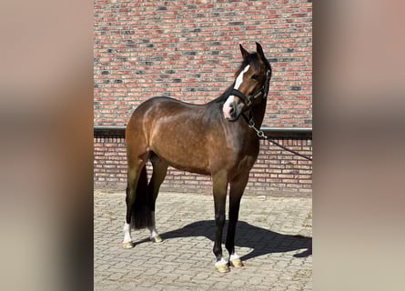 New Forest, Giumenta, 6 Anni, 148 cm, Baio